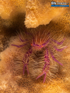 S P I K Y - S T Y L E
Hairy squat lobster ( Lauriea siag... by Irwin Ang 